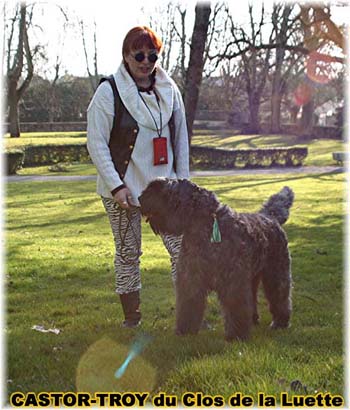 bouvier des flandres du clos de la luette - copyright d&eacute;pos&eacute;